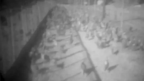 AlF/Facebook Pheasants escaping