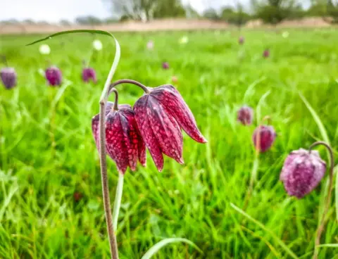 BBOWT Snake's Head Fritillary