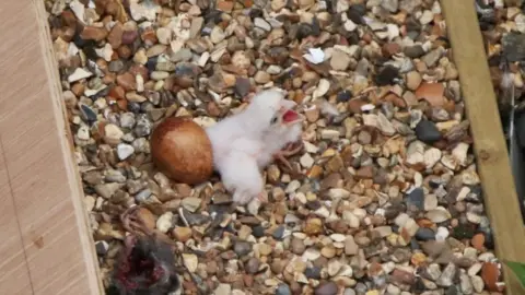 Josh Kubale Peregrine chick on St Albans Cathedral