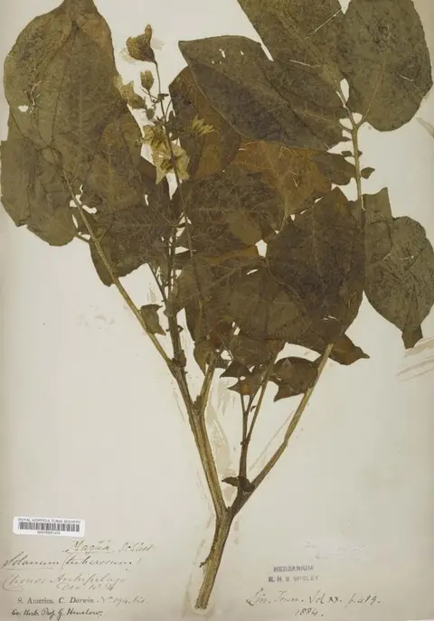 RHS A Chilean potato plant brought back by Charles Darwin in 1835