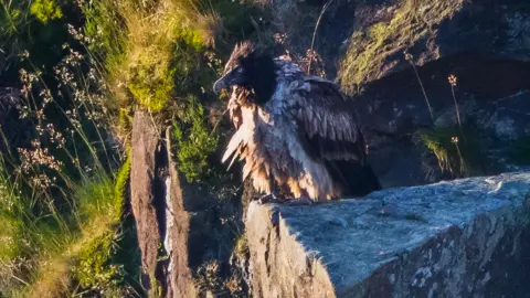 Pete Garrity Bearded vulture