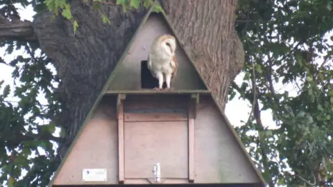 Graham Moss owl box