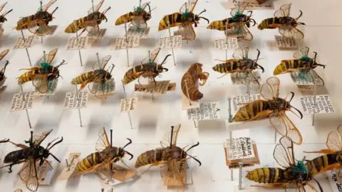 Museum of Natural History Wasps exhibit