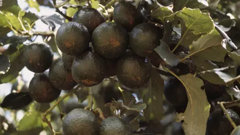 Getty Images Avocados on the tree