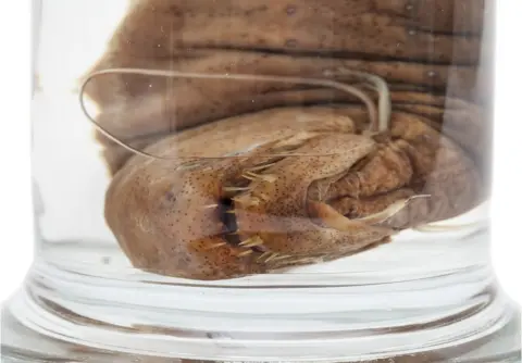 Harry Taylor/NHM Threadfin dragonfish