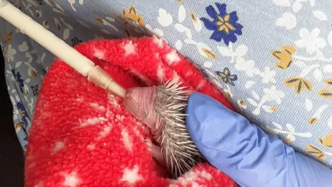 Prickly Prickles Hedgehog Rescue Pea being fed with a syringe