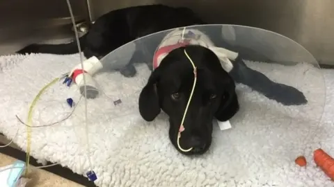 Stop Alabama Rot Lulu, when she had Alabama rot