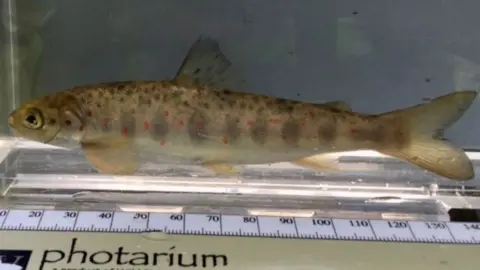 Environment Agency Fish
