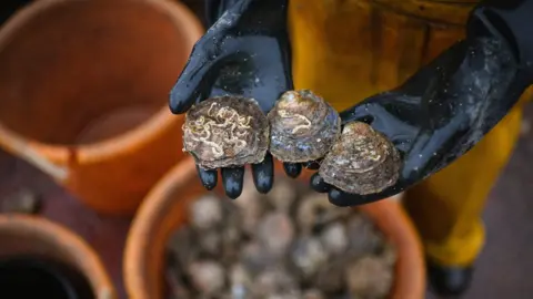 Getty Images Oysters