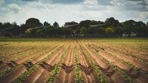 A potato field near Spalding, Lincolnshire, with neat lines of crops photographed in front of some large sheds and trees in the background.