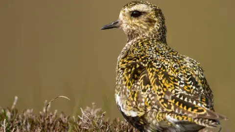 Getty Images A golden plover