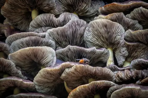 Tony North Fungi in Mere Sands Wood Nature Reserve, Lancashire, England, UK