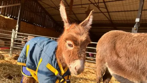 Miller's Ark Moon the baby donkey