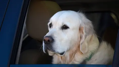 Getty Images A labrador looking through a car window