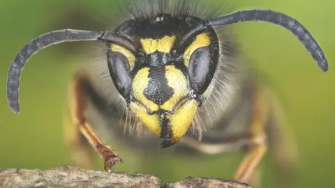 Getty Images The common or common yellowjacket wasp