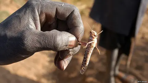 Getty Images A hand holding a locust