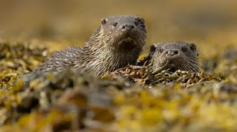 Archie Garth Pair of otters looking at camera, in among seaweed.