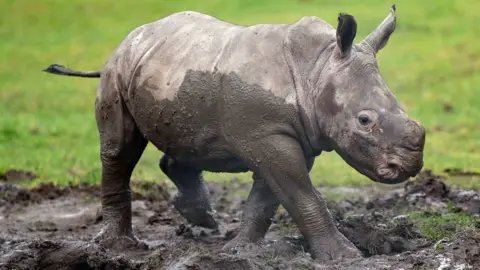 Joe Giddens/PA Wire Rhino calf