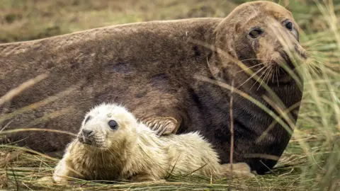 PA Media Seal and a pup