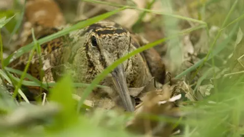 Getty Images Woodcock