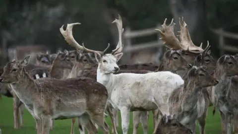 SATURDAY - New Forest