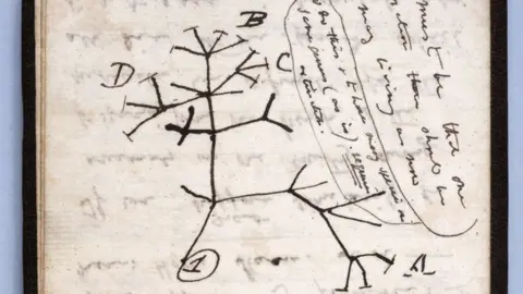 Cambridge University Library Darwin's Tree of Life sketch is among the missing notes