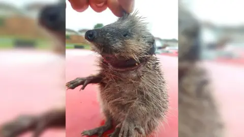 Blyth Wildlife Rescue hedgehog