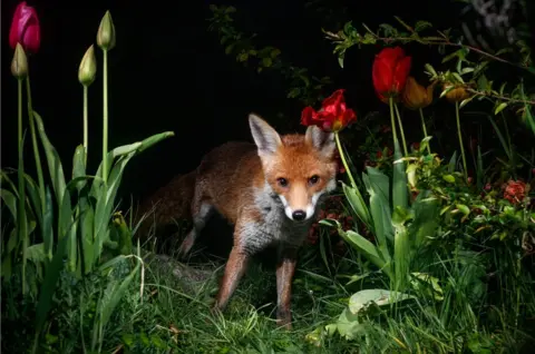 Ola Maddams A fox in a garden in Amersham, England