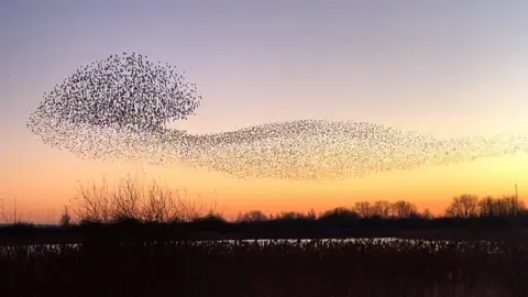 murmurations