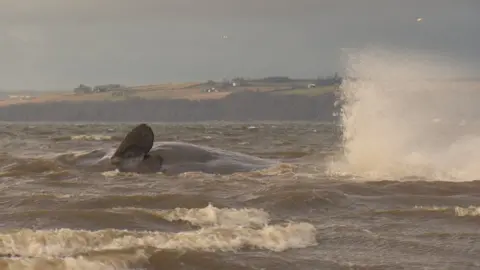 Stranded sperm whale