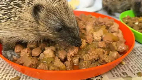 Cuan Wildlife Rescue Hedgehog