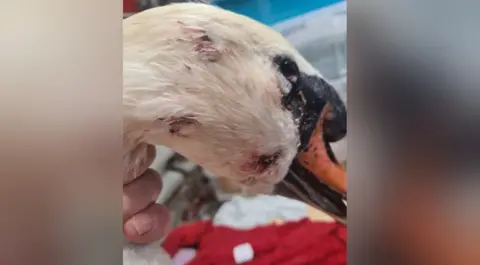 RSPCA The injured swan's head wounds