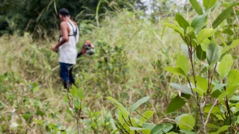 Camilo Mejia A farmer from the community of La Carmelita, Colombia, cuts away weeds from his coca plantation