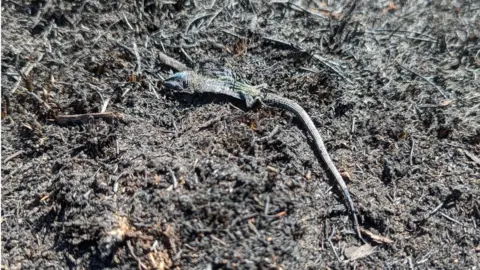 Hampshire Countryside Service Dead lizard