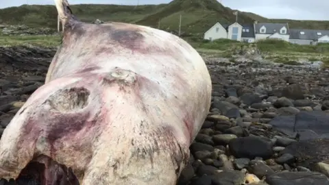 SMASS Scottish Marine Animal Stranding Scheme