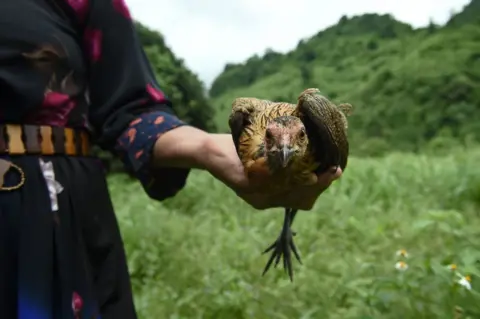 AFP An Ethnic Lisu tribeswoman holds a sacrificial chicken during a ritual in Khun Nam Nang Non Forest Park