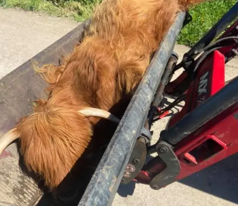 Redlands Coppice Gladis, Highland cow