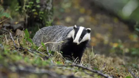 PA Media A badger in woodland near Stoodleigh, Devon