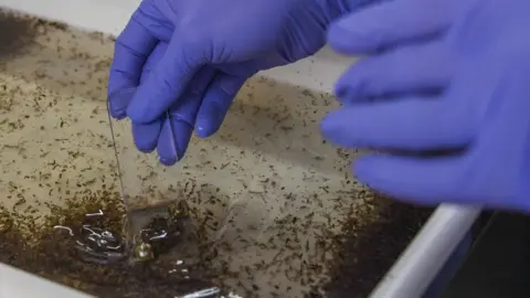 Getty Images Mosquitoes in a tray