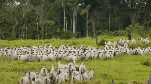 Getty Images JAMANXIM NATIONAL FOREST, PARA STATE, BRAZIL - 2020/08/04