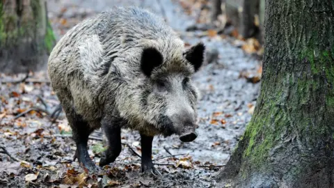 Getty Images A picture taken on November 28, 2017 shows a wild boar at an enclosure set up by forest rangers in a northwestern district of Berlin