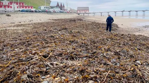 Joe Redfern Hundreds of dead shellfish on the beach at Saltburn