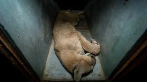 Reuters A cougar is seen after it was caught in an apartment complex in Santiago, Chile