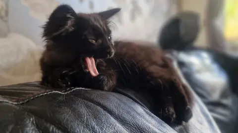 Josie Simpson a black kitten yawning