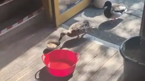Two ducks walking into a pub and heading towards a bowl of food and a large red bowl of water.