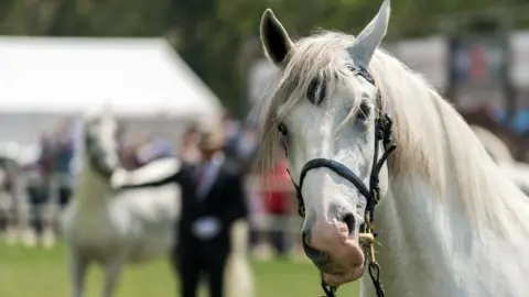 A white horse wearing a bridle stands in the foreground at an outdoor equestrian event, with people and another horse blurred in the background.