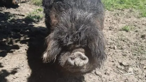 Runty the pig