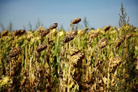 Reuters A sunflower field is seen near D'Huison-Longueville as a historical drought hits France, 8 August 2022.