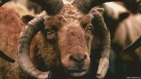 Diana Steriopulos Manx Loaghtan