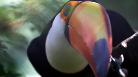 The bright orange and yellow beak of a curious black and white toucan bird is visible closes to the screen in this shot